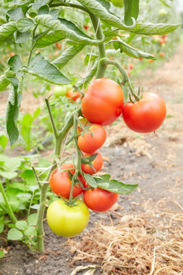Tuar beej tomato Seed(55 per packet)