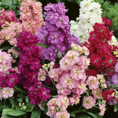 CYBEXIS Stock Flower Plant Seeds Seed(120 per packet)