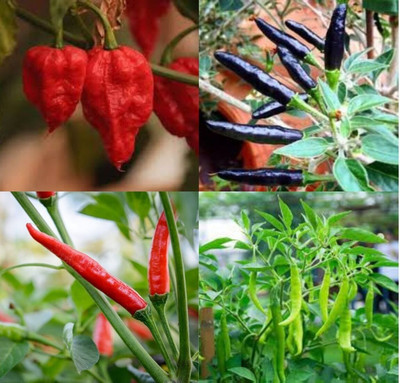 ibains Spicy chilli seeds beez 22 Seed(22 per packet)