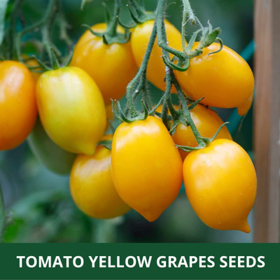 WILLVINE TOMATO YELLOW GRAPES VEGETABLE SEEDS [1g, 300 Seeds] Seed(300 per packet)
