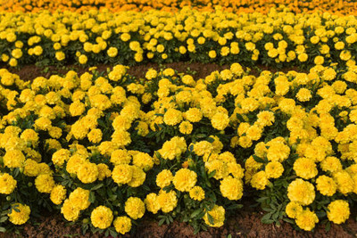 ZIXA marigold,gende ka phool Seed(35 per packet)
