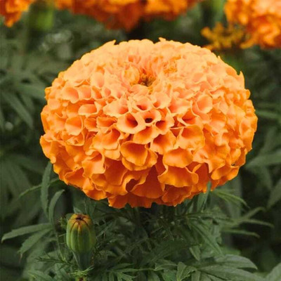 DECORPLIX ORANGE MARIGOLD SEED Seed(500 per packet)