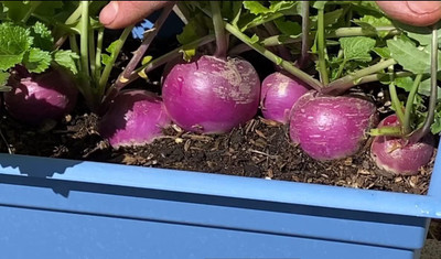 Aywal High Germination Seeds White Purple Top Turnip/Shalgam Seed(175 per packet)