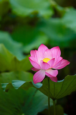 Adharvya lotus,kamal gatta Seed(11 per packet)