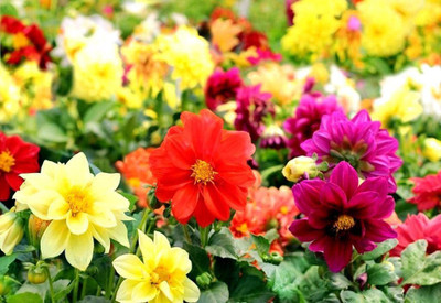 CYBEXIS Dahlia Unwins Hybrids Dwarf Mix Double Flower Mix Around Seed(50 per packet)