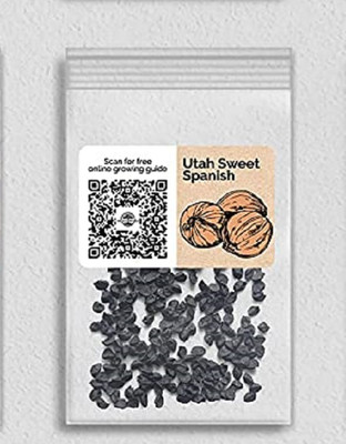 Biosnyg HFD-47 Yellow Sweet Spanish Onion-[800 Seeds] Seed(800 per packet)
