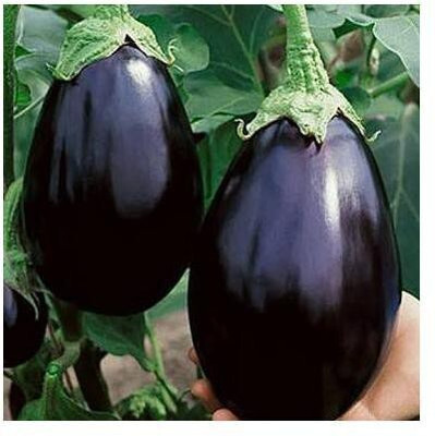 Pbevergreen BRINJAL Seed(60 per packet)