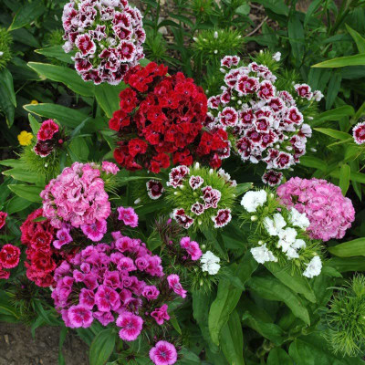 ACCELCROP Dianthus F1 Mix Garden Dwarf Flower Seed(110 per packet)