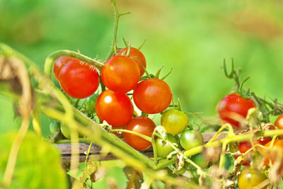 NIDHI AYURVEDIC tomato Seed(140 per packet)