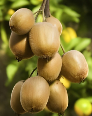 SHYAM Spacial Veraity Kiwi Fruit Tree Plant Seed(1 per packet)