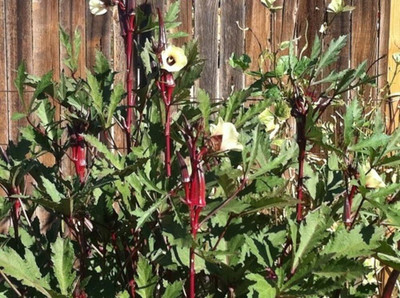 WILLVINE Rare Okra: Burgundy Red Heirloom Seeds Open Pollinated-[500 Seeds] Seed(500 per packet)