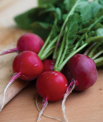 Qualtivate PUA-6A Cherry Belle Radish Seeds Seed(300 per packet)