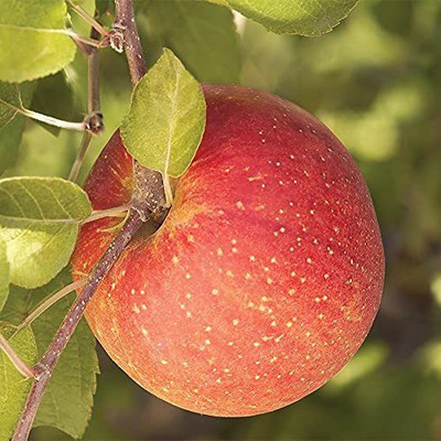 Aywal HYBRID FRESH RED APPLE Seed(13 per packet)
