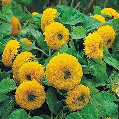 Clint SUN GOLD Seed(50 per packet)