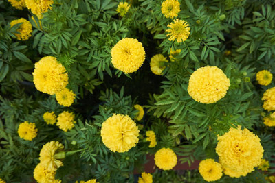 JasBerk marigold/gende ka phool flower seeds Seed(25 per packet)