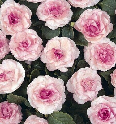 Lorvox Balsam flower seeds double Seed(15 per packet)