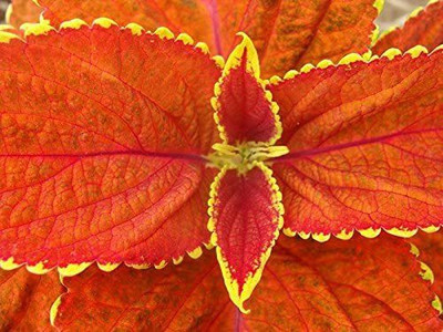 CYBEXIS LX-81 - Coleus- Fairway Orange - (1350 Seeds) Seed(1350 per packet)
