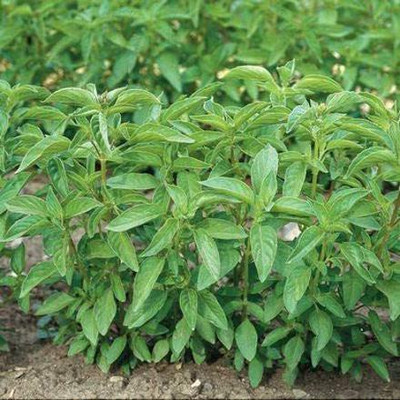 VibeX ® LXI-53 Lime Basil Herb Seeds Seed(1000 per packet)