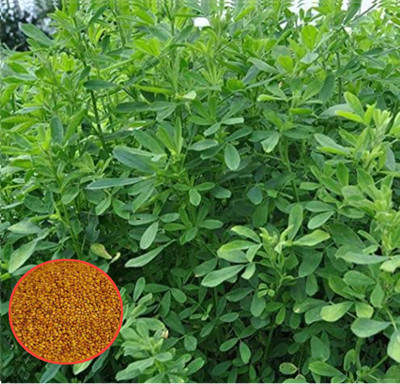 HYBRID 1kg barseem Malti cutting animal grass seeds more milk testy grass seeds Seed(1 kg)