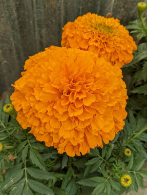 CALYXSEEDS marigold/gende ka phool flower seeds Seed(75 per packet)