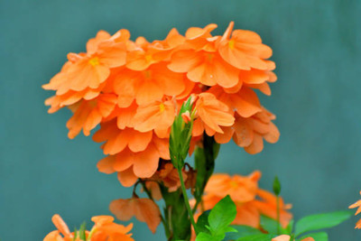 Rumman kanakambaram-firecracker-crossandra Seed(12 per packet)