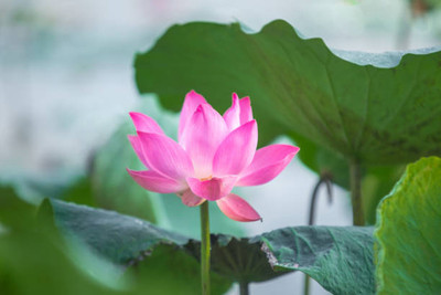 seedagro lotus,kamal gatta Seed(11 per packet)