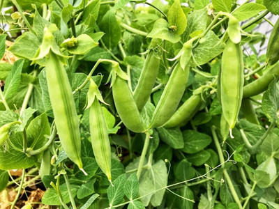 Quentova Peas (Matar) Seeds-NAMO-9P Seed(150 per packet)