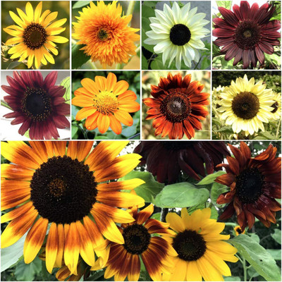 CYBEXIS NDIR-85 - Sunflower Crazy Mixture 15+ Varieties - (150 Seeds) Seed(150 per packet)