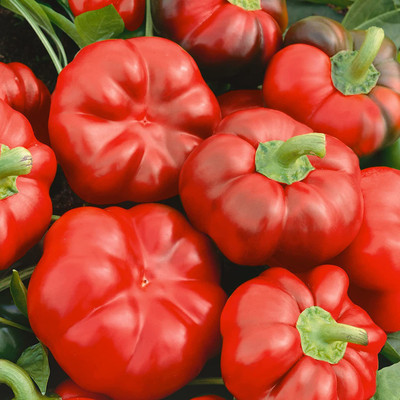 VibeX ® XLR-531 Cheese Red Capsicum Sweet Pepper Seeds Seed(200 per packet)