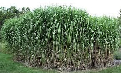 BDSresolve Natural Hybrid Napier Grass Seeds stick/napier grass stick Seed(55 per packet)
