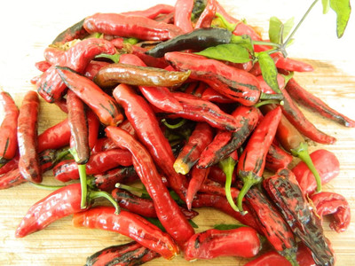 KNESSiN Heirloom Purple Naga Jolokia Chilli Seeds for Home Gardening-(1200 Seeds) Seed(1200 per packet)