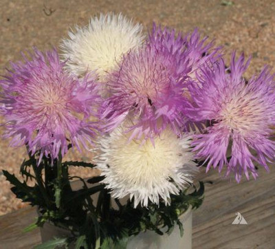 Mozette Sweet sultan Seed(52 per packet)