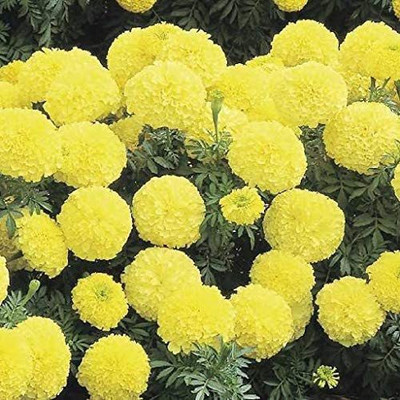 CYBEXIS KGF -54 - Lime Yellow Marigold Tagetes Erecta - (2250 Seeds) Seed(2250 per packet)