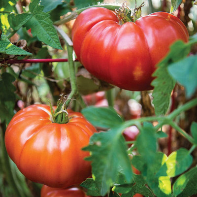 Qualtivate PUA-2A Hybrid | Red Beefsteak Slicing Tomato Seed(300 per packet)