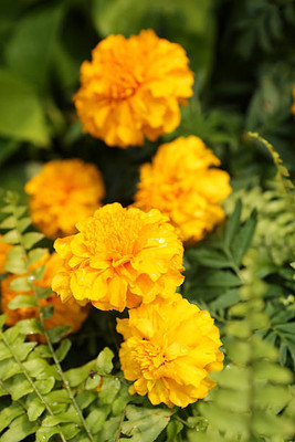 CITY FARMER marigold/gende ka phool flower seeds Seed(50 per packet)