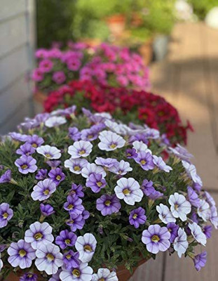 CYBEXIS XLL-1 - Petunia Hanging Flower Dwarf - (60 Seeds) Seed(60 per packet)