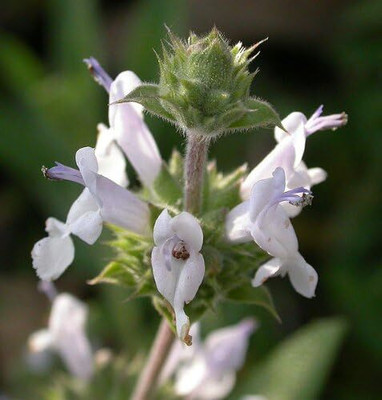 Qualtivate RES-4A SALVIA Horminum Sage Seed(100 per packet)