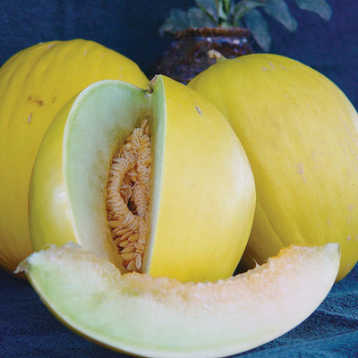 VibeX NBIR-25 - Musk Melon Golden (Orange Flesh) - (1350 Seeds) Seed(1350 per packet)
