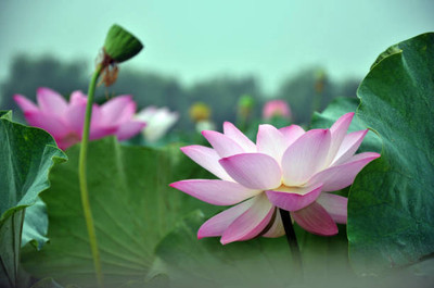 GGE NATURAL ITEM lotus,kamal gatta Seed(14 per packet)