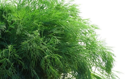 GRAXY Dill/Soya Rare Herb Seed(100 per packet)