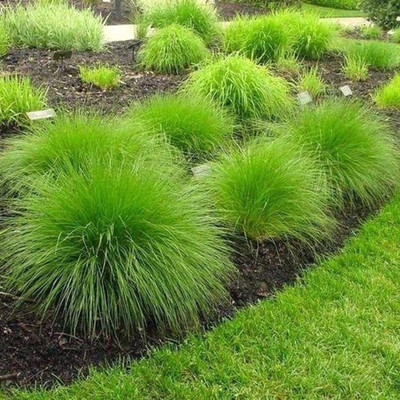CYBEXIS PAU-28 - Silky Head Lemon Grass - (750 Seeds) Seed(750 per packet)