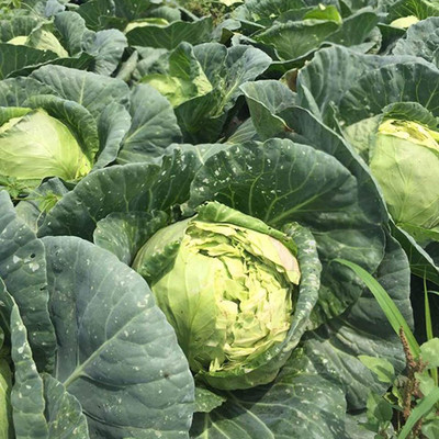 CYBEXIS Fast Germination Giant Cabbage Seeds2000 Seeds Seed(2000 per packet)