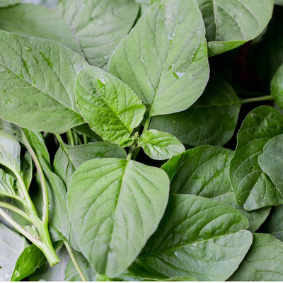 Aywal Amaranthus Leaf Cholai Green Saag Seed(180 per packet)
