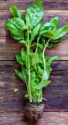 CYBEXIS HUA-99 - Basil Genovese Ocimum Basilicum - (4500 Seeds) Seed(4500 per packet)