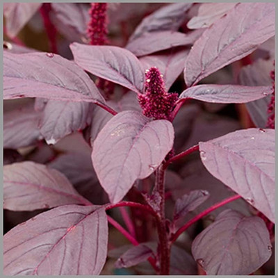 Aro Amaranthus Red, Tottakura Seed(230 per packet)