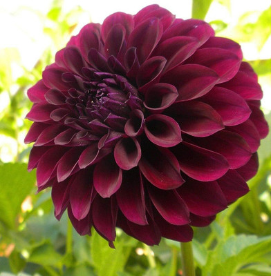 wequality big size dahliya flower seeds for home garden/Dahlia seeds 63 Seed(63 per packet)