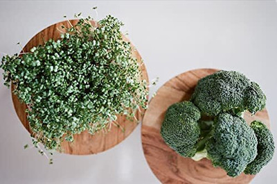 WILLVINE PUAS -VI BROCCOLI Microgreen Seeds [5g] Seed(1500 per packet)