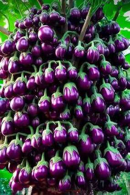 SEMINA VITA Pituniya multiple colour flower seeds Seed(5 per packet)
