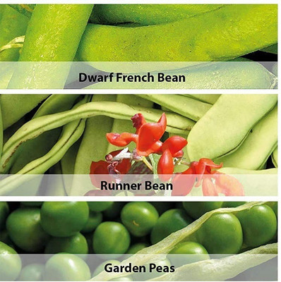 CYBEXIS 3 Varities Grow Your own Kits Seed(10 g)