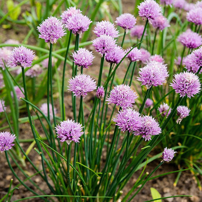 CYBEXIS TLX-7 - Chive Herb - (2250 Seeds) Seed(2250 per packet)